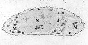 Thumbnail for File:Chondrocyte- calcium stain.jpg